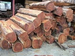 Teak wood logs
