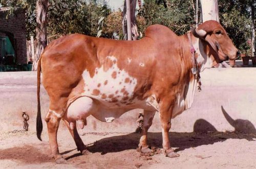 Live Gir Cow, For Farming Use