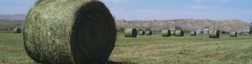 Alfalfa Hay, Grade Standard : High Grade for Cattle, Horse