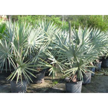 Bismarckia Nobilis Seeds For Planting / Bismarckia Nobilis Flower Seeds/ Silver Bismarck Palm Seeds