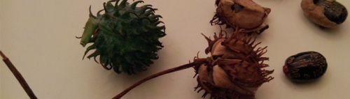 Castor seeds, Moisture : 8% Maximum