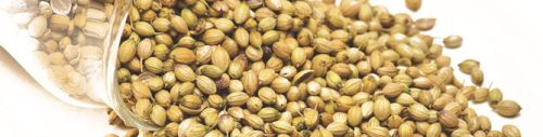 Raw coriander seeds, Packaging Type : yellow, Form : Granule