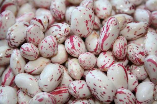 Cranberry Beans