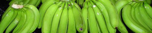 Vietgap Fresh Cavendish Banana, Packaging Type : Green