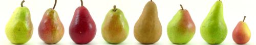 Common Fresh Pear, Brand Name : Longyuan