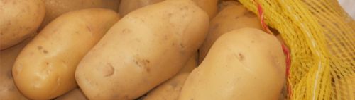 Fresh potato, Shape : Elongated