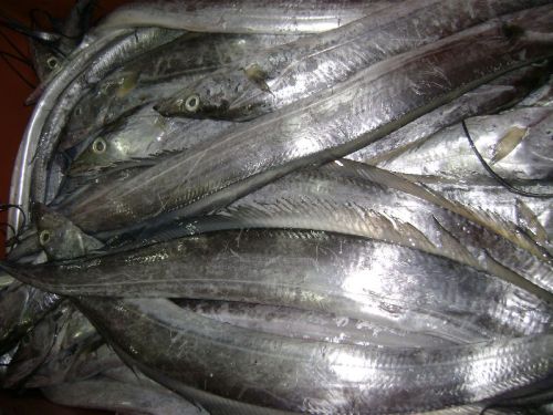Frozen Ribbon Fish, Packaging Size : 10, Freezing Process : BQF.\IQF