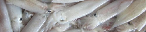 Frozen Squid Fish