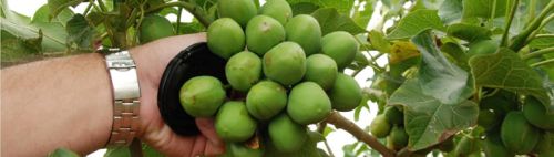 Jatropha Seeds, Moisture : 12% Max for Oil extraction, plantation