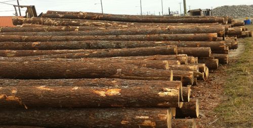 Pine Logs/ Oak Logs,spruce Logs, Beech Logs