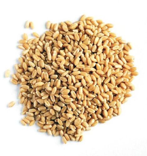 Premium Wheat Grain 12.5% Protein
