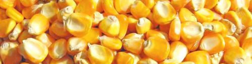 Yellow maize seeds, Variety : Corn Gluten Meal