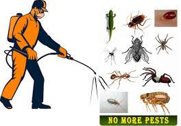 Pest Control Services In Manesar Gurugram