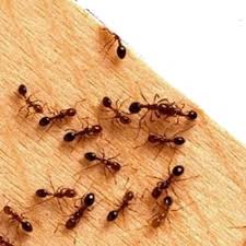 Termite Control Services In Sector 18 Gurugram