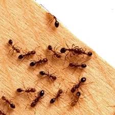 Termite Control Services In Udyog Vihar Phase 2 Gurugram