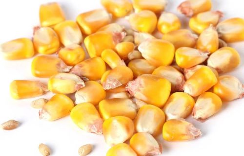 Yellow Corn Seeds, Number Of Flower : Natural