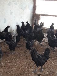 Kadaknath chicken