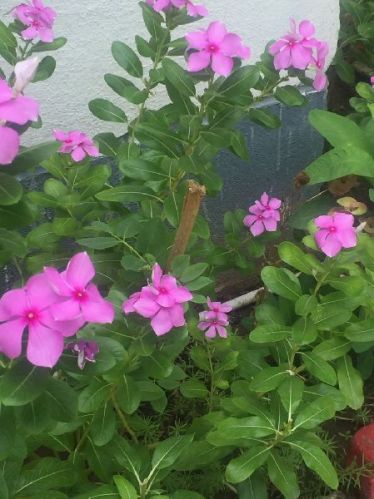 Vinca Rosea