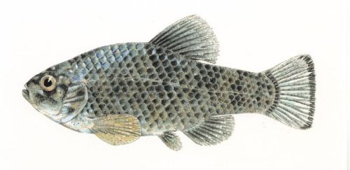 Fresh Fish, Feature : High In Protein