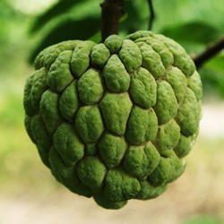 Organic Fresh Custard Apple