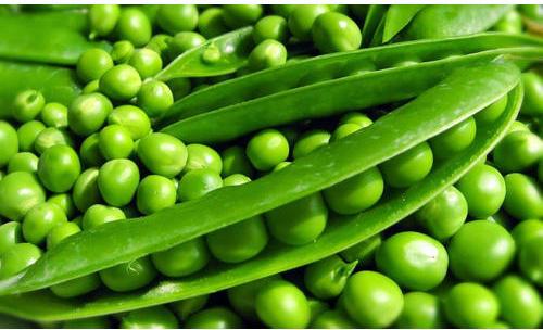 Organic Fresh Green Peas, For High In Protein