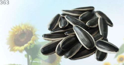 Sunflower Seeds Bayannur for edible