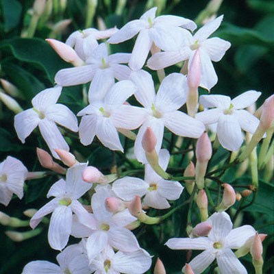 Chinese Jasmine Flower, Color : White