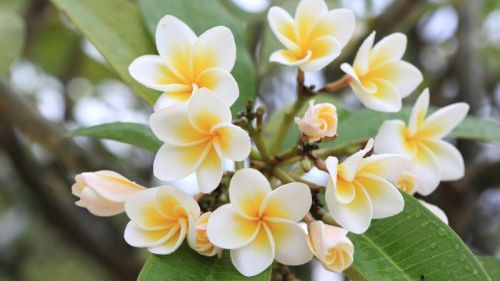 Frangipani Flower, Color : Yellow