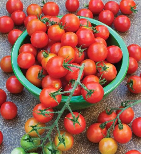 Organic Fresh Tomato, For Cooking, Color : Cherry, Green