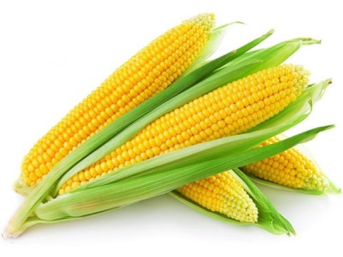 Yellow corn, Speciality : Organic