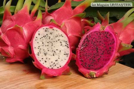 Dragon Fruit, For Food, Grade : High