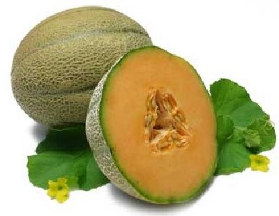 Muskmelon Fruit, Grade : A