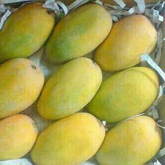 KESAR Fresh Mango,fresh Mango, Certification : APEDA APROOVED