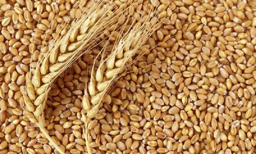 Wheat seeds, Packaging Size : 80 Kg