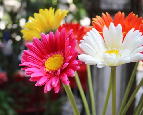 Fresh Gerbera Flower