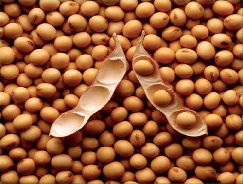 Soybean Seeds, Feature : Organic, Fresh Etc