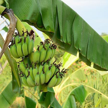 Banana Plant