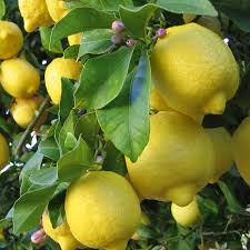 Citrus Lemon