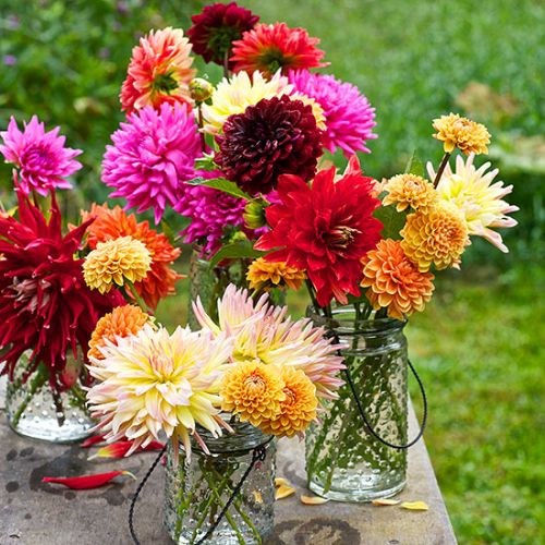 Dahlia Flowers