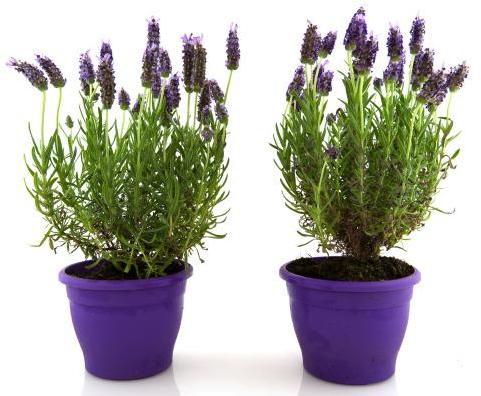 Lavender Plant for Decoration