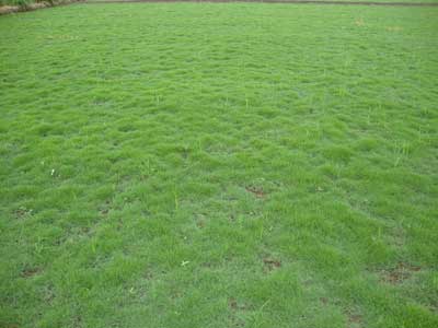 Mexican Lawn Grass