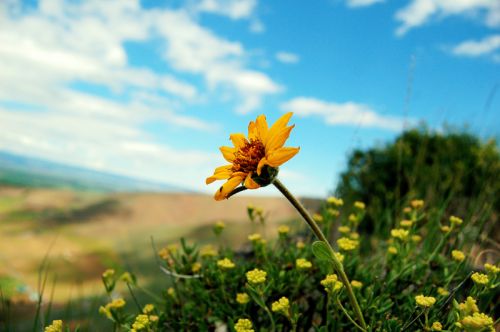 Mountain Flowers, For Decoration, Color : Yellow