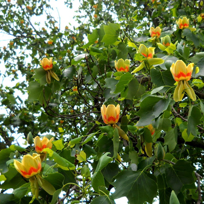 Tulip Tree