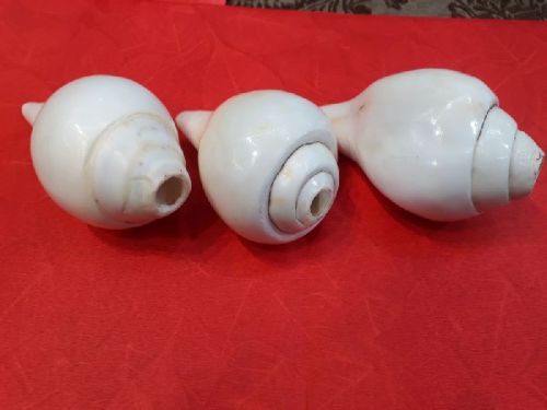 Puja Shankh, For Religious, Color : Natural