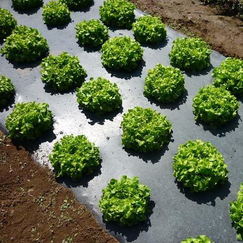  Embossed Mulch Film, Thickness : 20, 25, 30micron