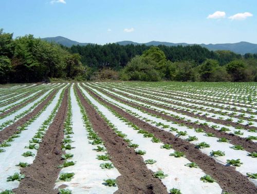 White Black Mulch Film