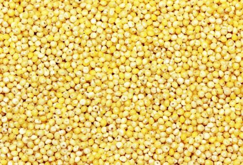 Organic Yellow Millet Seeds, Packaging Type : Packed In PP Sack