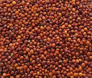 Organic Pigeon Peas, Packaging Type : Packed In Plastic Bags