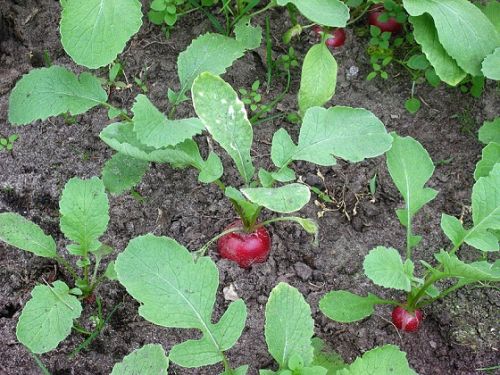 Fresh Radish Roots