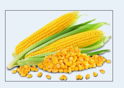 Yellow Corn, For Animal Feed, Flour, Cattle Feed, Packaging Type : Packed In Sack